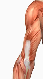 Tricep Muscles Anatomy - Anatomy Drawing Diagram